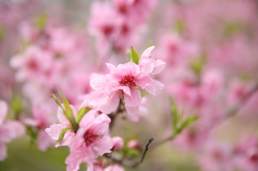 春日梅花