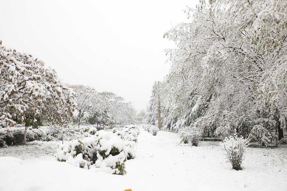 冬日雪景